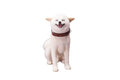 i8 TOYS JXK JXK074C 1/6 Scale Sitting Shiba Inu Animal Dog Model GK Ornament for 12 Inch Phicen Doll