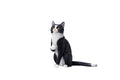 JXK JXK112B 1/6 Scale Thumb Up Cat Collectible Cute Animal Figure Desktop Fairy Garden Decoration (Black)