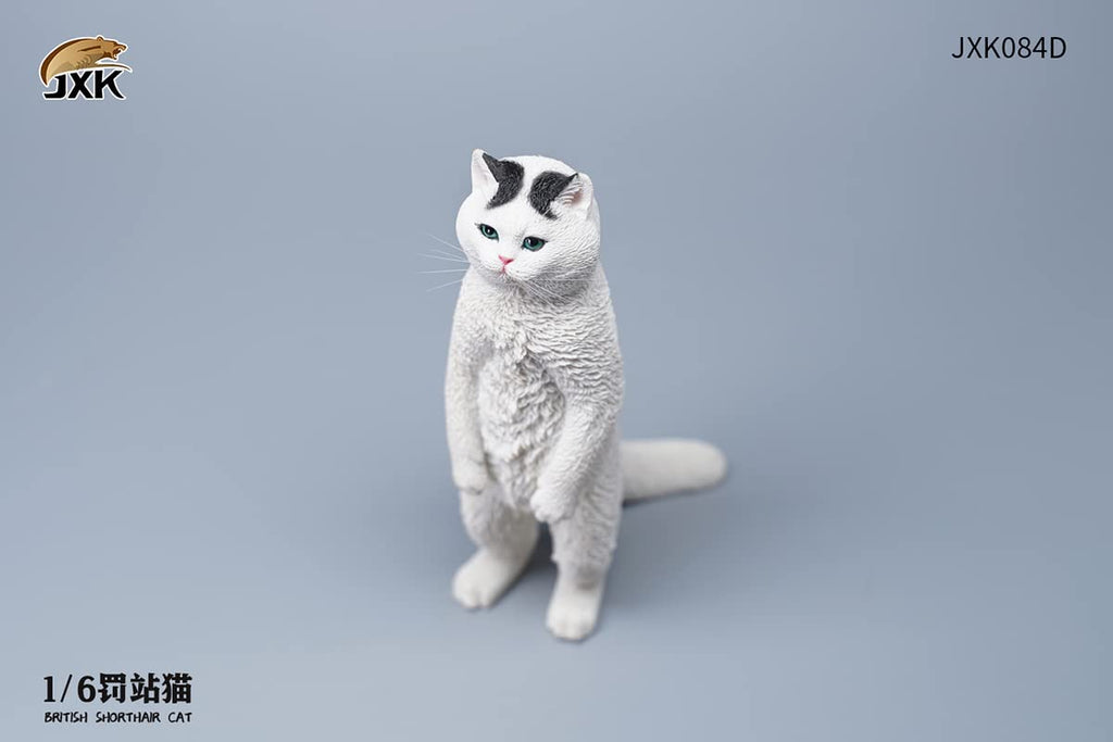 i8 TOYS JXK JXK084D 1/6 scale 12 inch penalty station cat British shorthair pet realistic static model ornaments