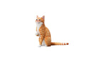 JXK JXK112D 1/6 Scale Thumb Up Cat Collectible Cute Animal Figure Desktop Fairy Garden Decoration (Orange)