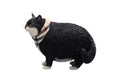 JXK JXK109B 1/6 Scale Change Head Fat Cat Collectible Cute Animal Figure Desktop Fairy Garden Decoration (Black)
