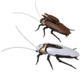 Robox Animation 14cm long armored Cockroach collectible mecha model kits RB-P-02